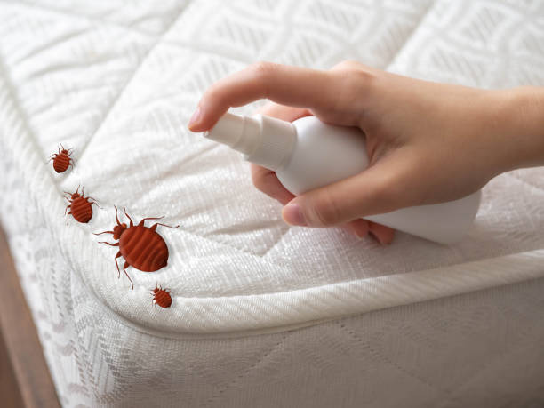 Best Residential Pest Control  in Woodsville, NH